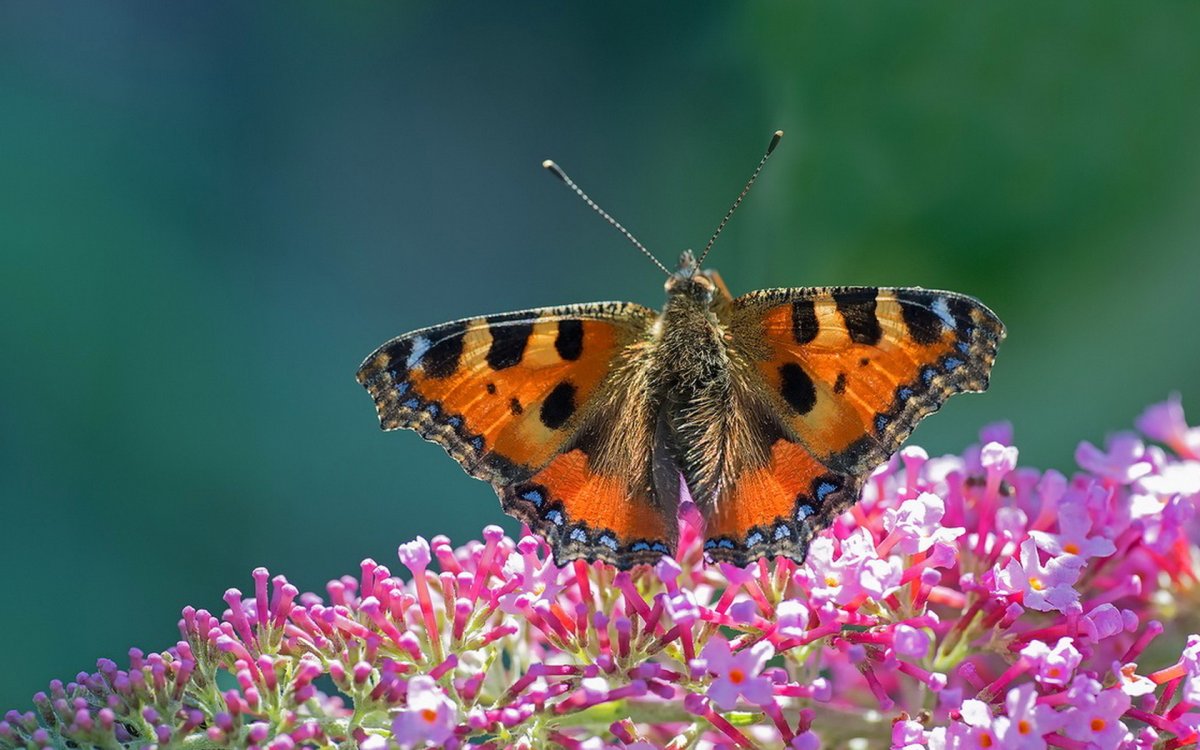 Бабочка на цветке фото