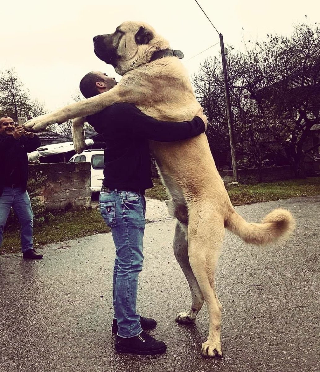 Питбуль Халк