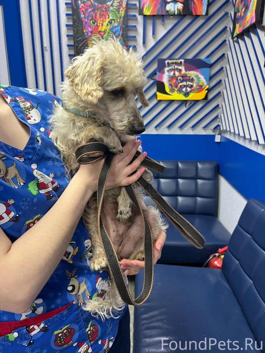 Щенки больших размеров