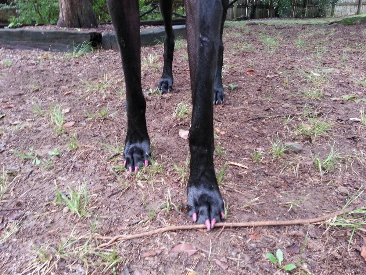 Большие собаки любящие детей