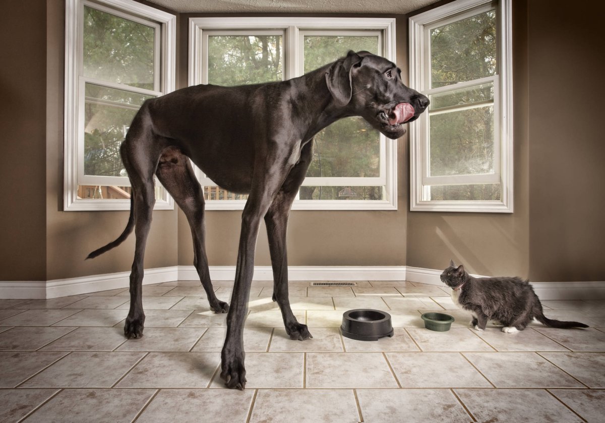 Немецкая овчарка селфи