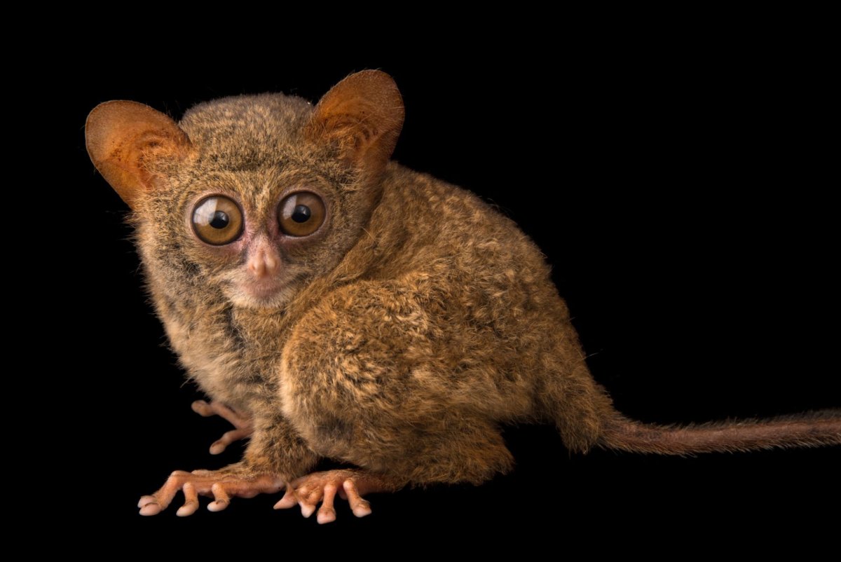 Tarsius sangirensis