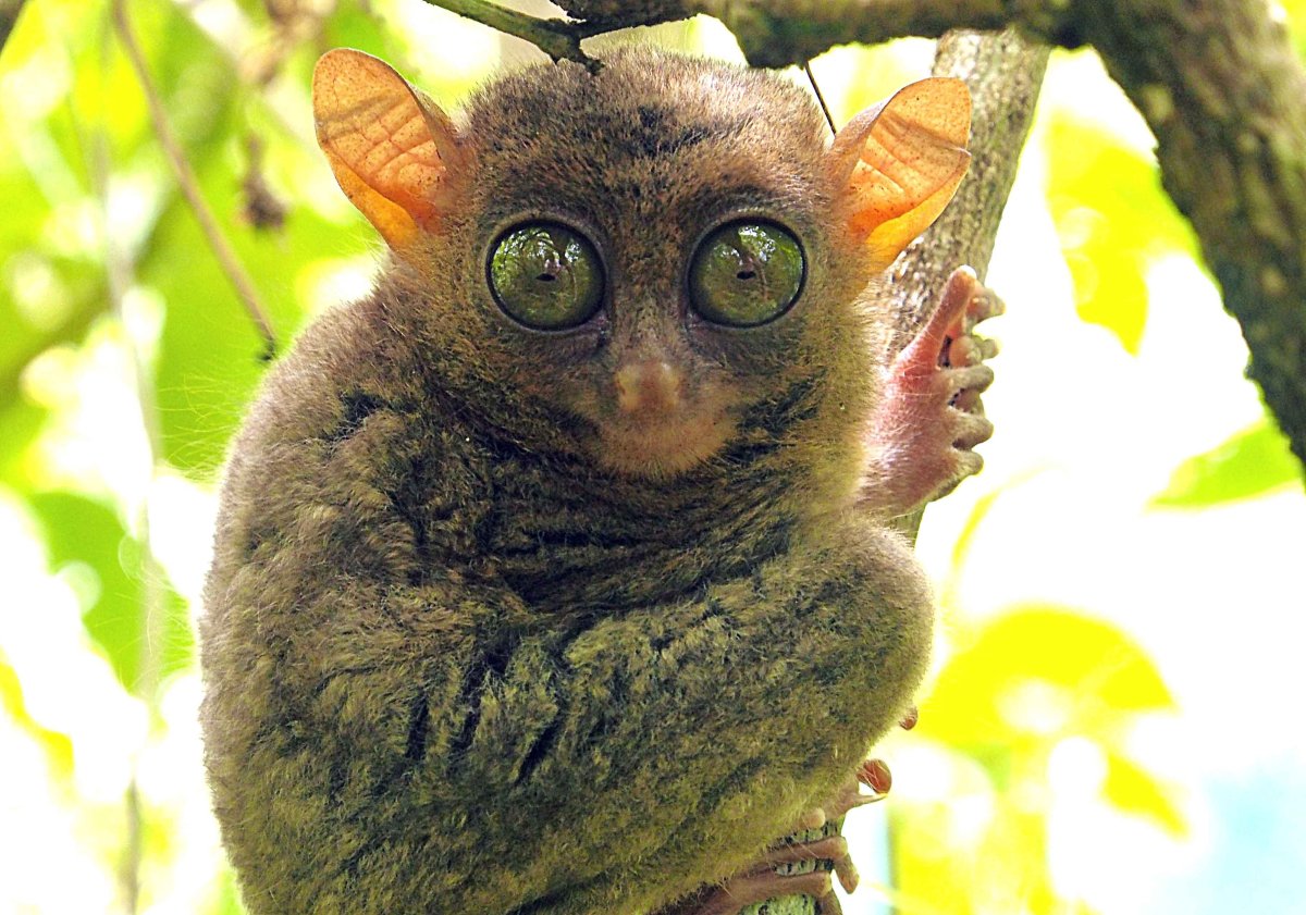 Филиппинский долгопят это лемур