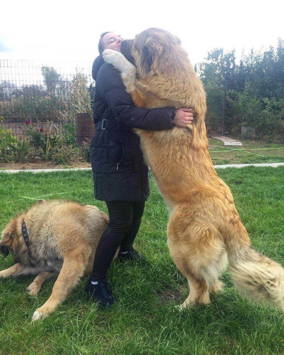 Тибетский мастиф