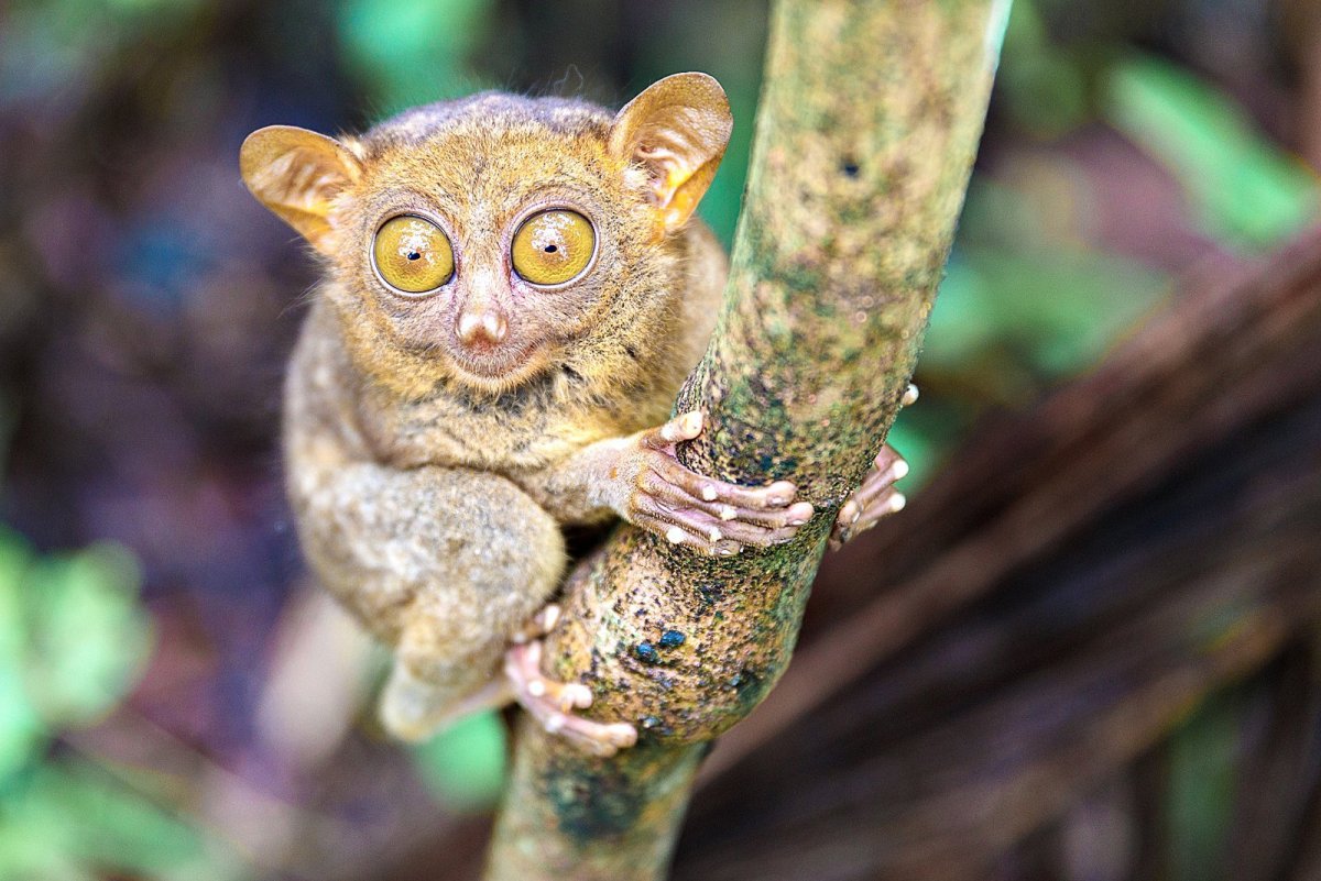 Мадагаскарский долгопят