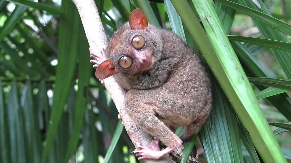 Долгопят Хорсфилда