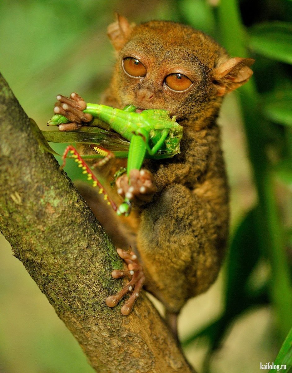 Суматранский долгопят
