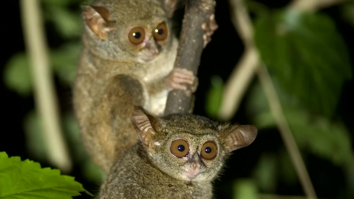 Tarsier охотится