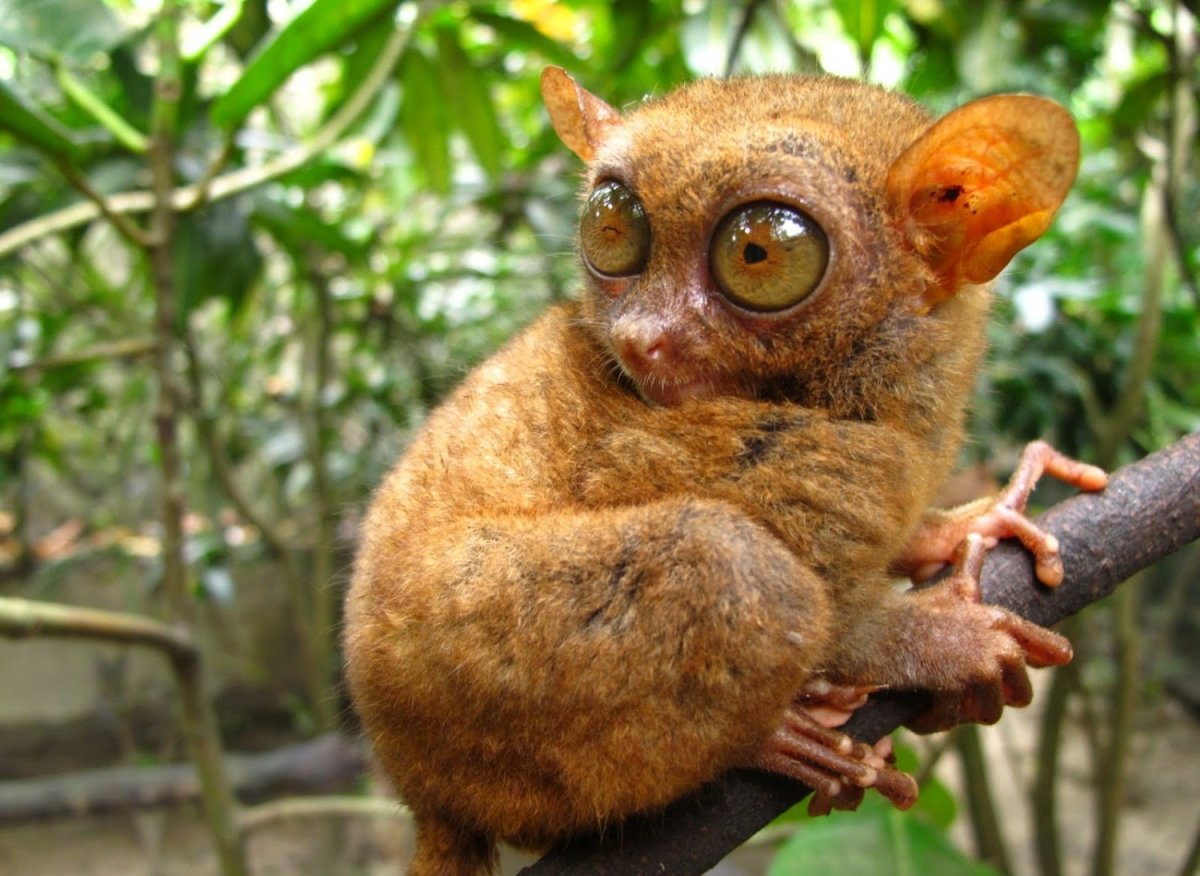 Суматранский долгопят