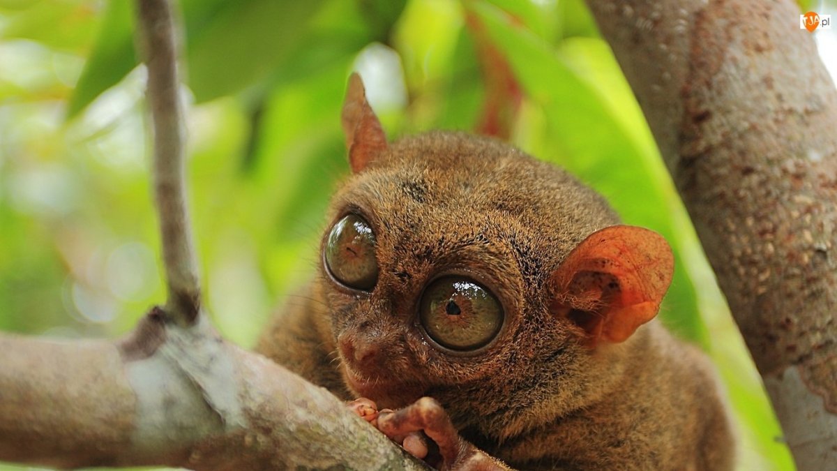 Tarsius tumpara