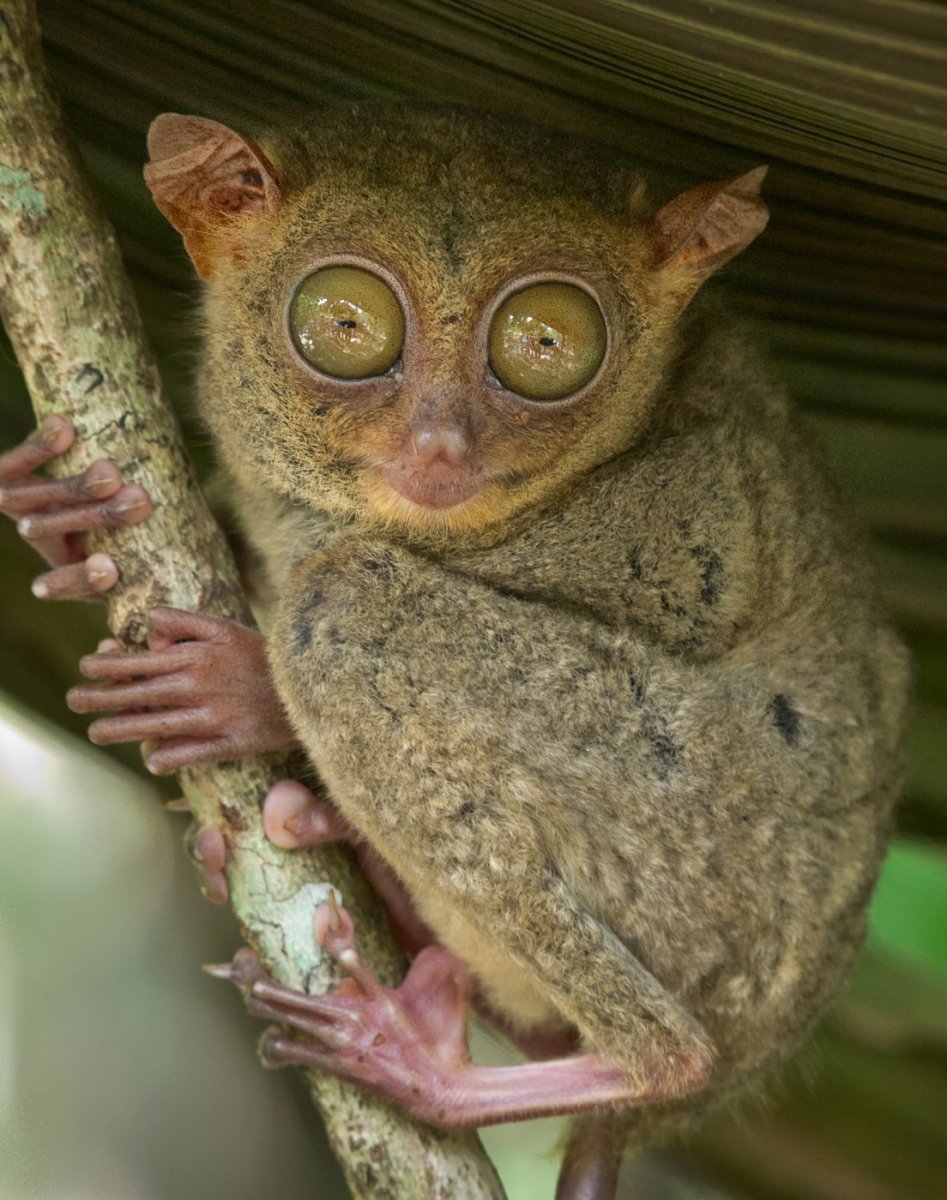 Лемур долгопят