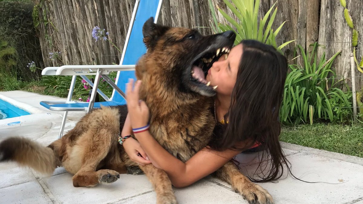 Немецкий дог гигантский Джордж