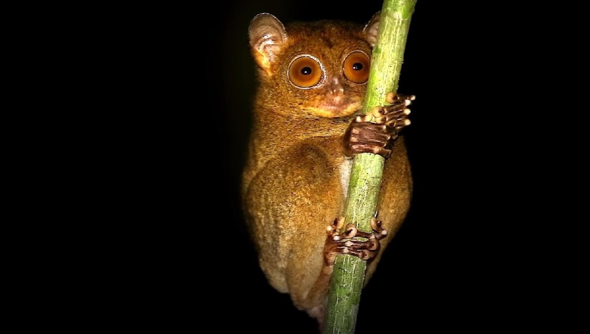 Суматранский долгопят