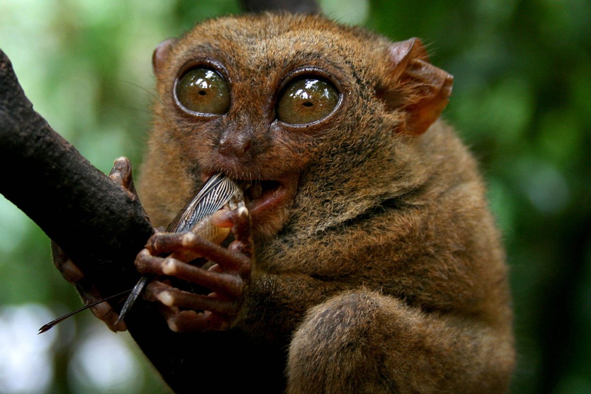 Филиппинский долгопят вид сбоку