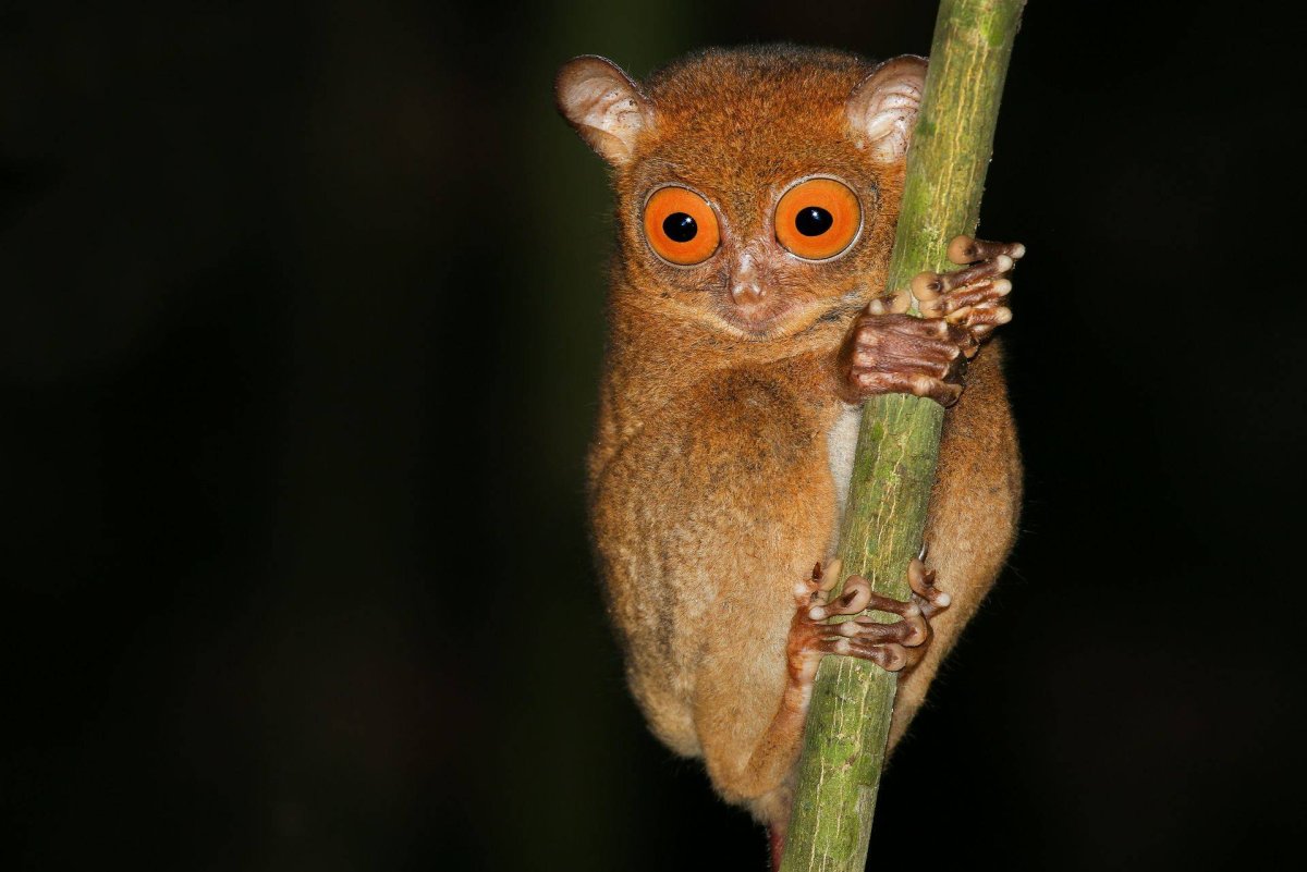 Австралийский долгопят