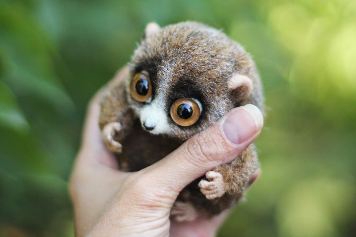 Экзотические животные проект долгопят