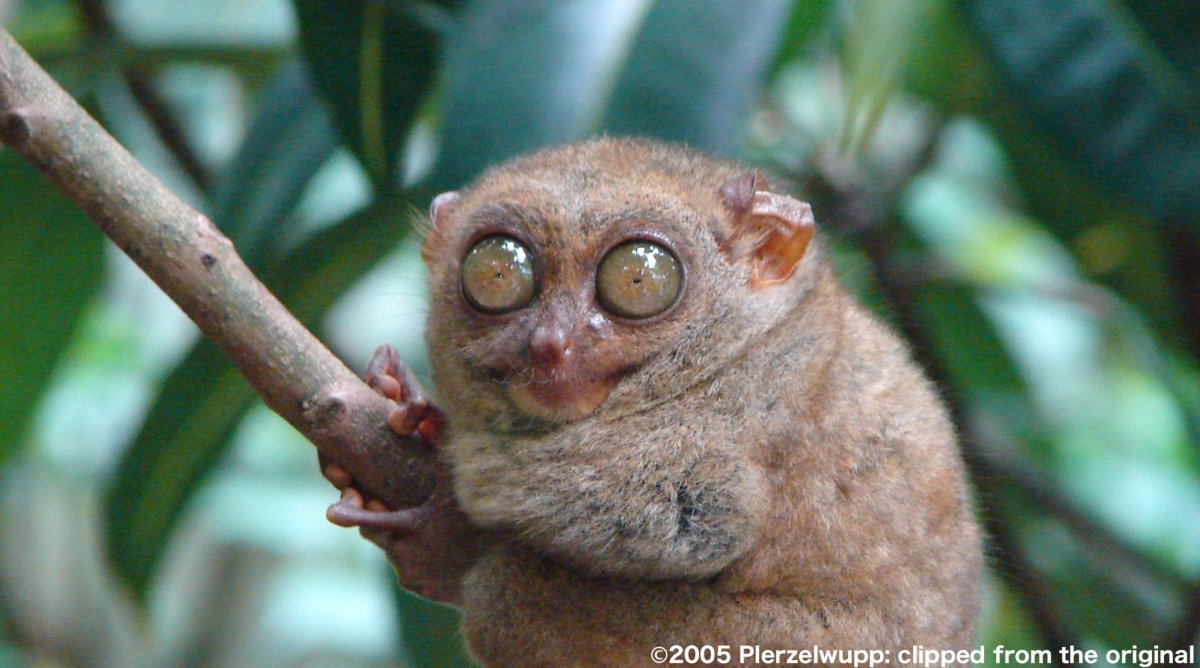 Мадагаскарский карликовый лемур