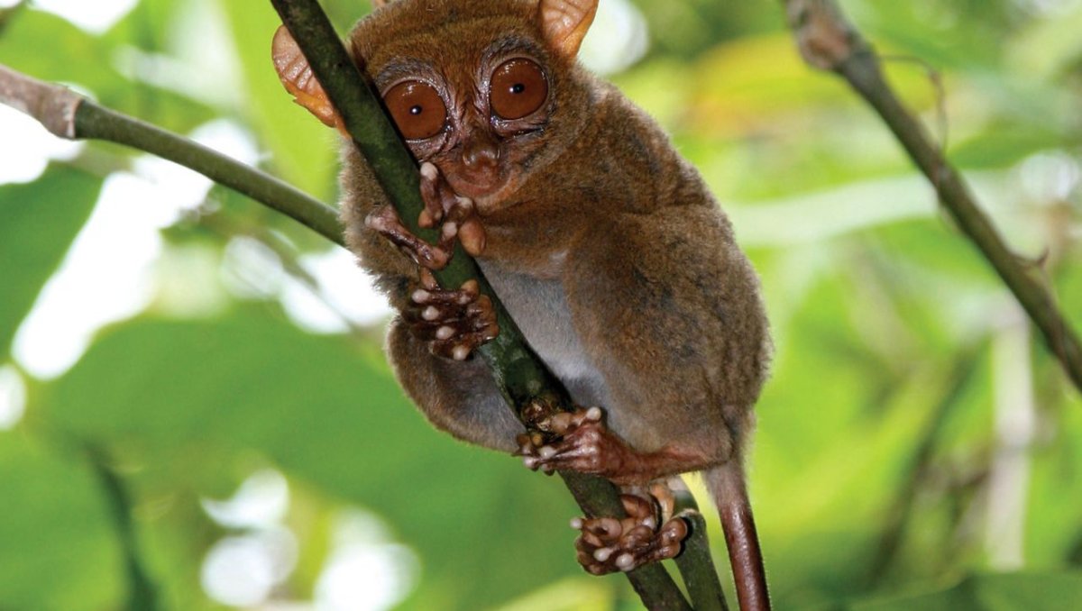 Мадагаскарский долгопят