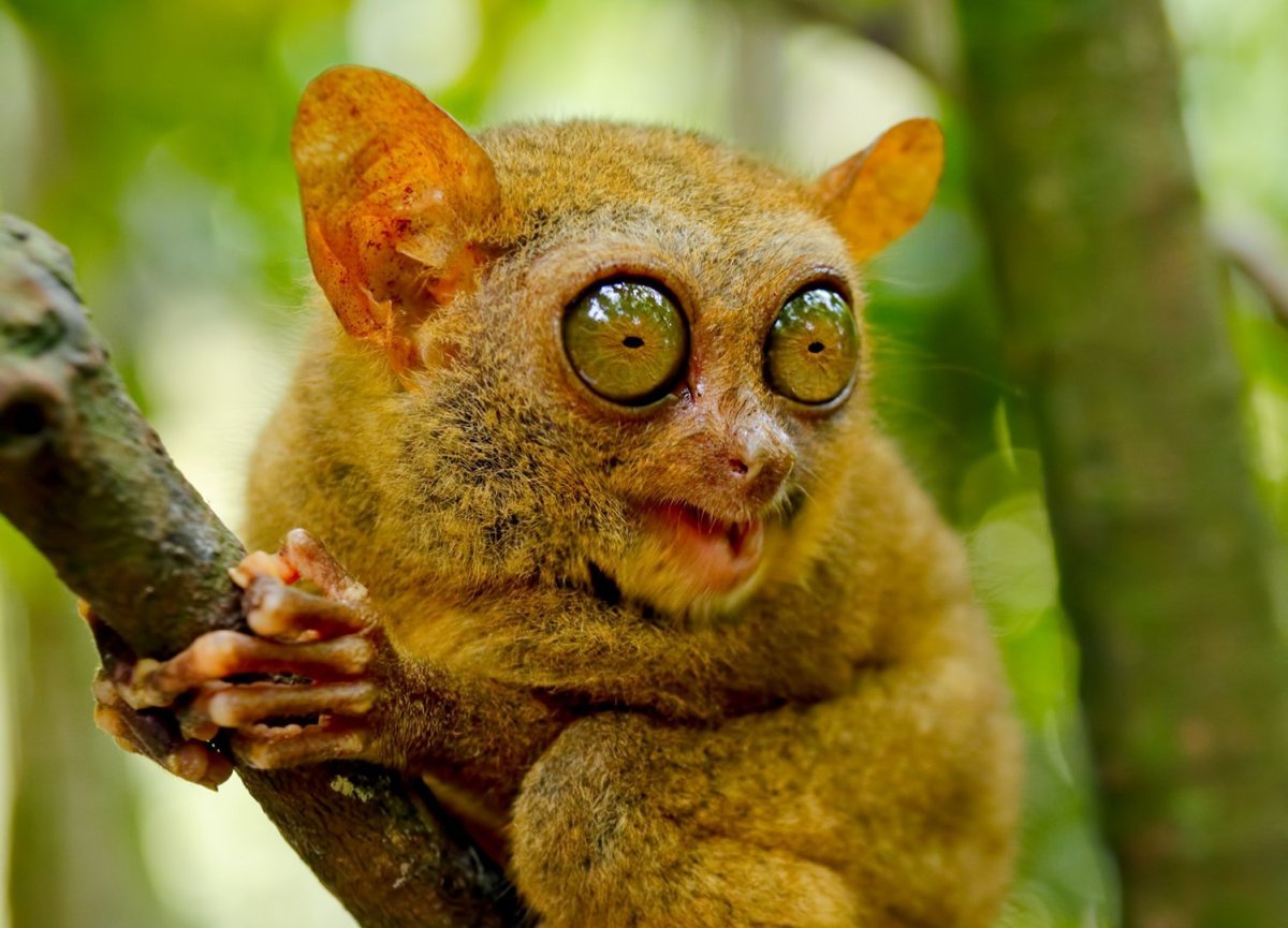 Суматранский долгопят