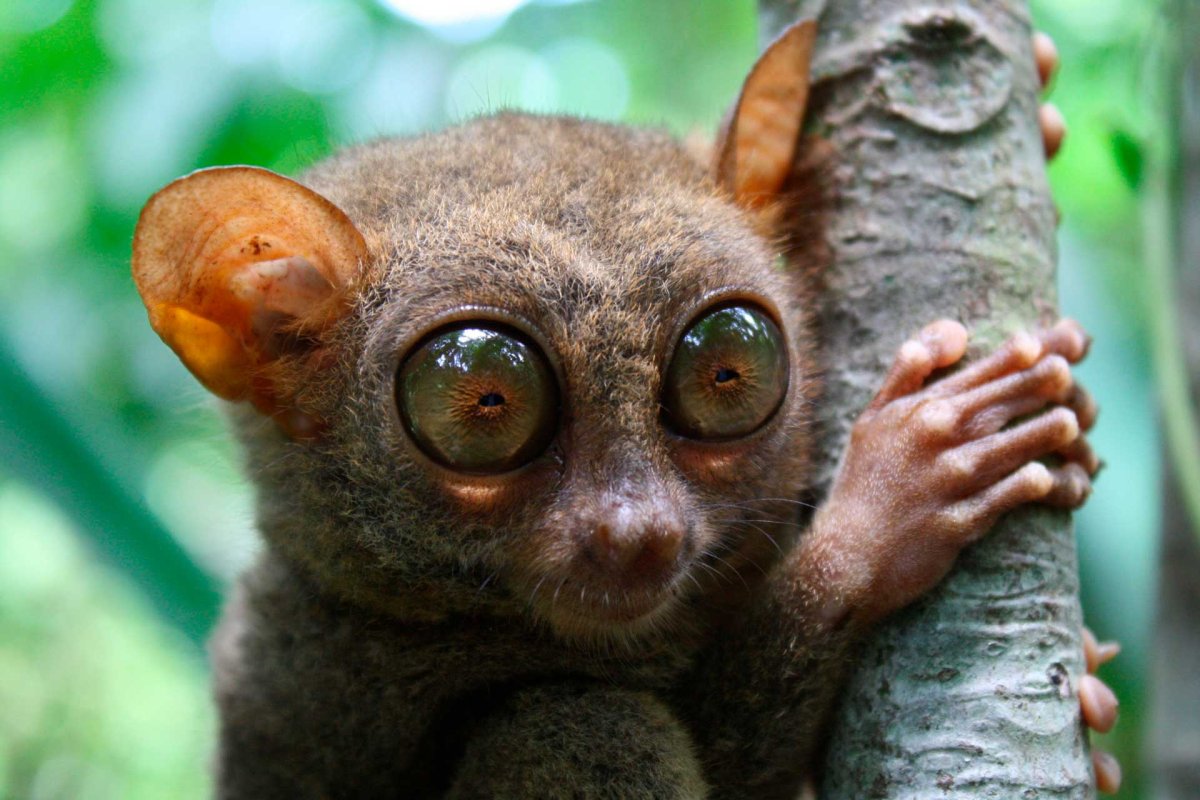 Лемур долгопят