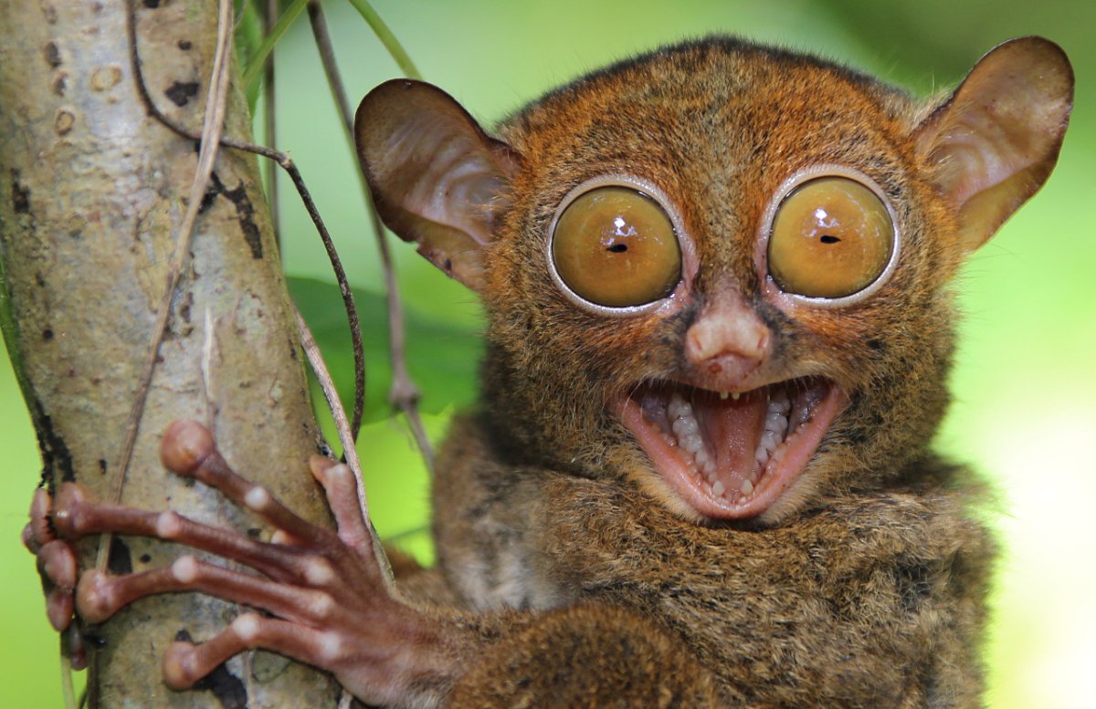 Долгопяты приматы