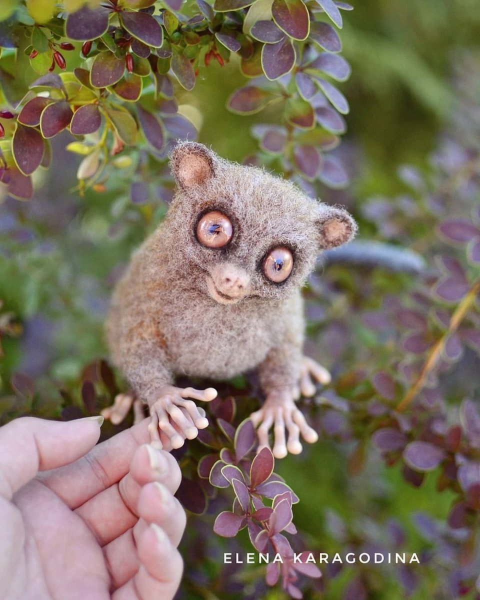 Суматранский долгопят