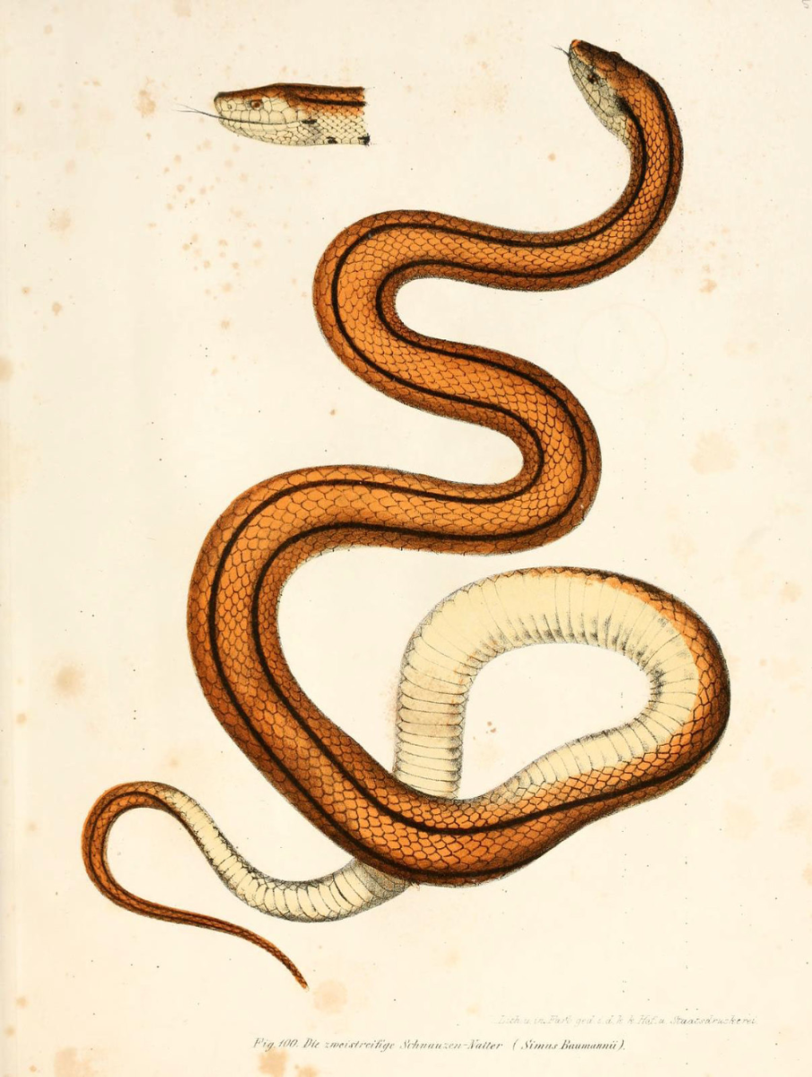 Кобра очковая золотистая