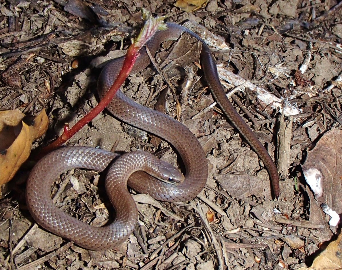 Земляная змея