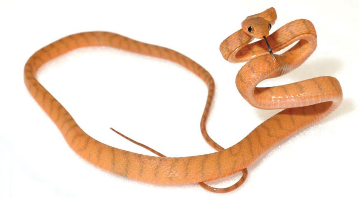 Маленькая коричневая змея
