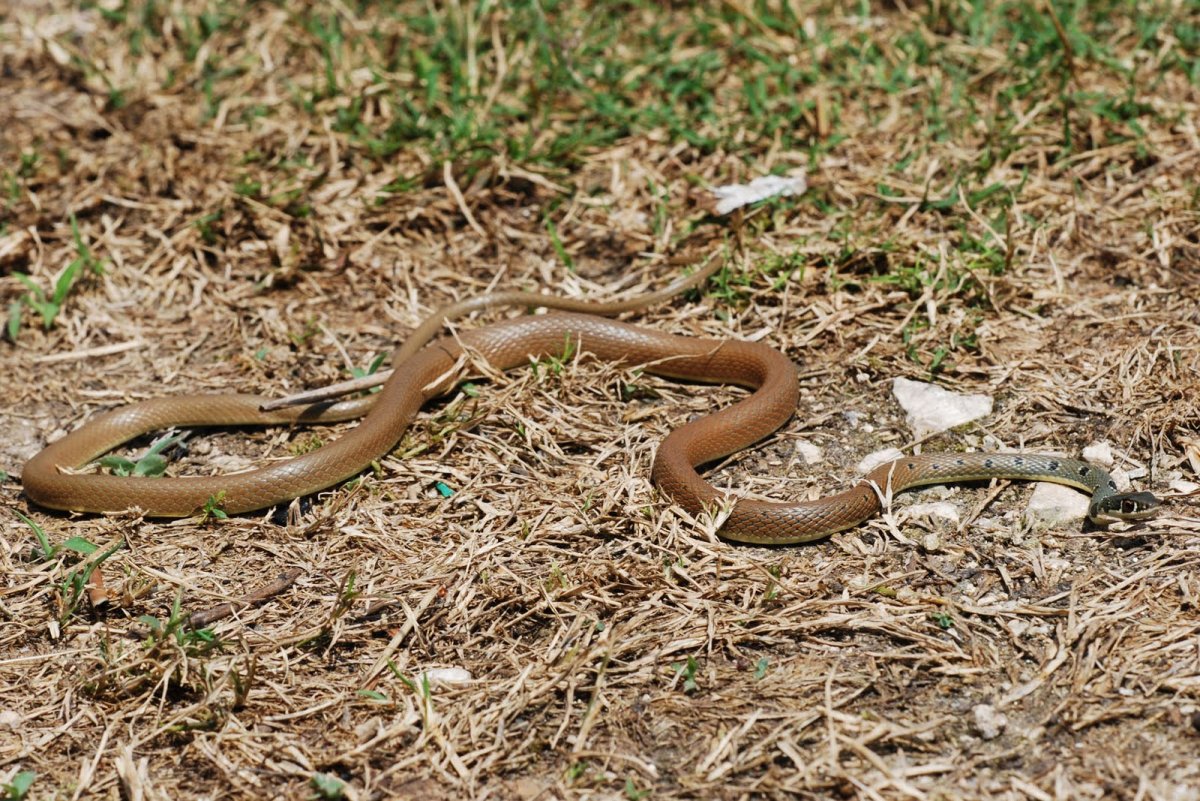 Маисовый полоз Amel