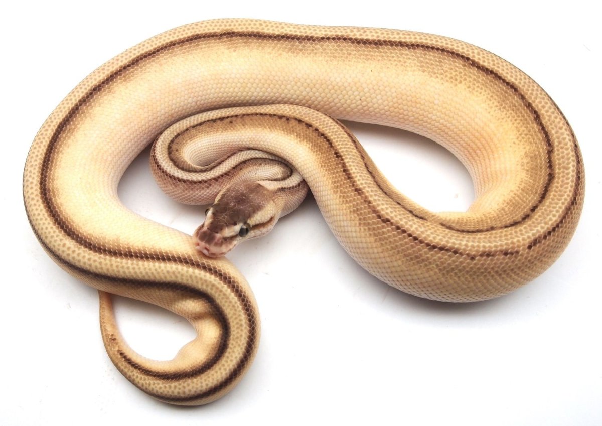 Змея с коричневой спиной