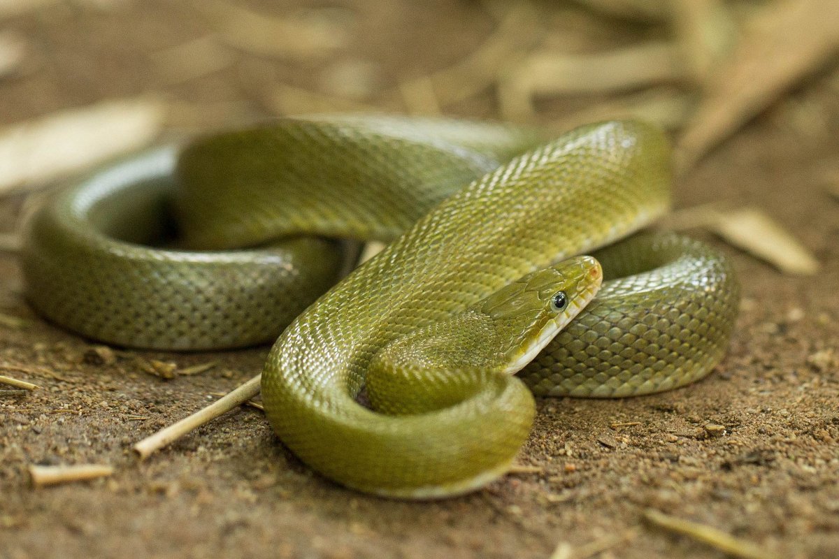 Змея красно коричневого цвета