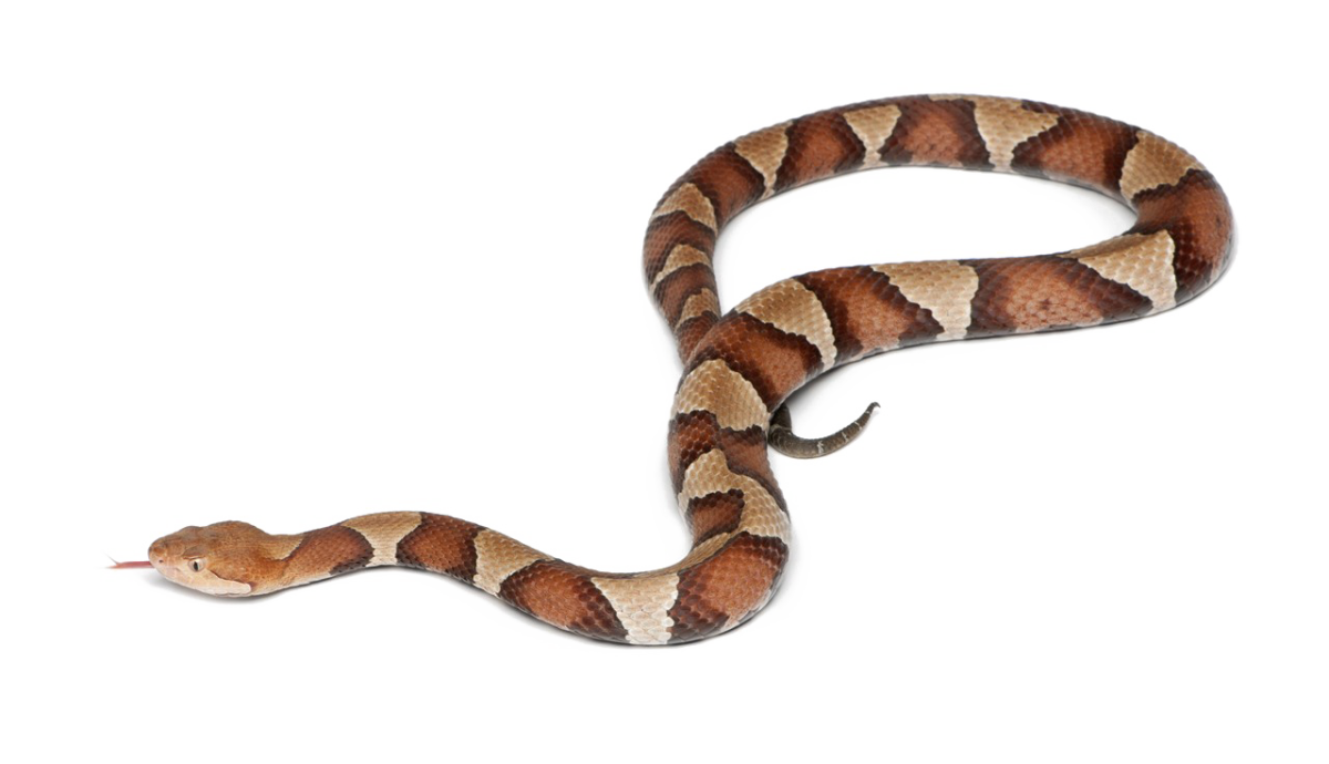 Коричневая змея с ромбиками