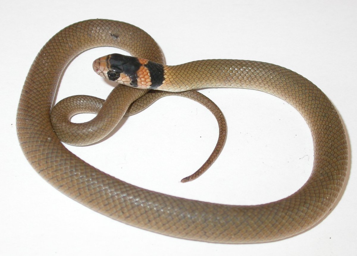 Обыкновенная медянка