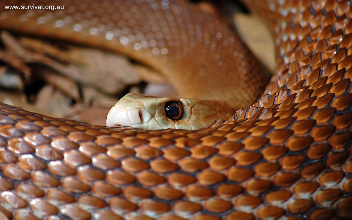 Сетчатая змея