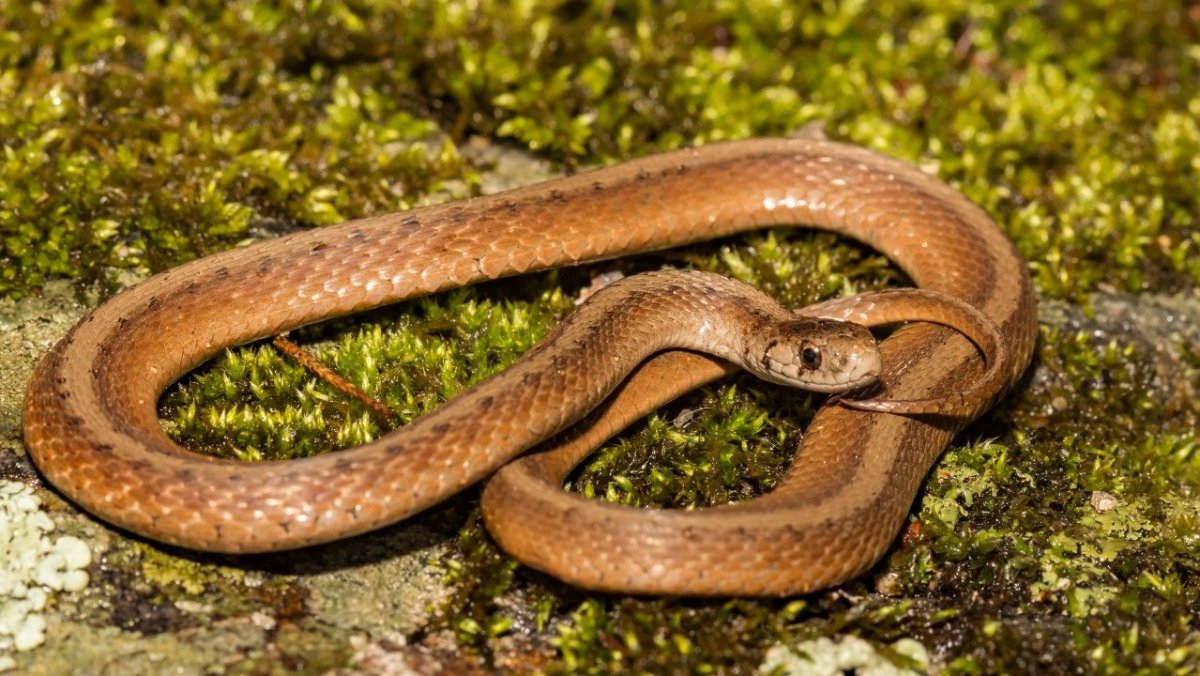 Northern Brown Snake