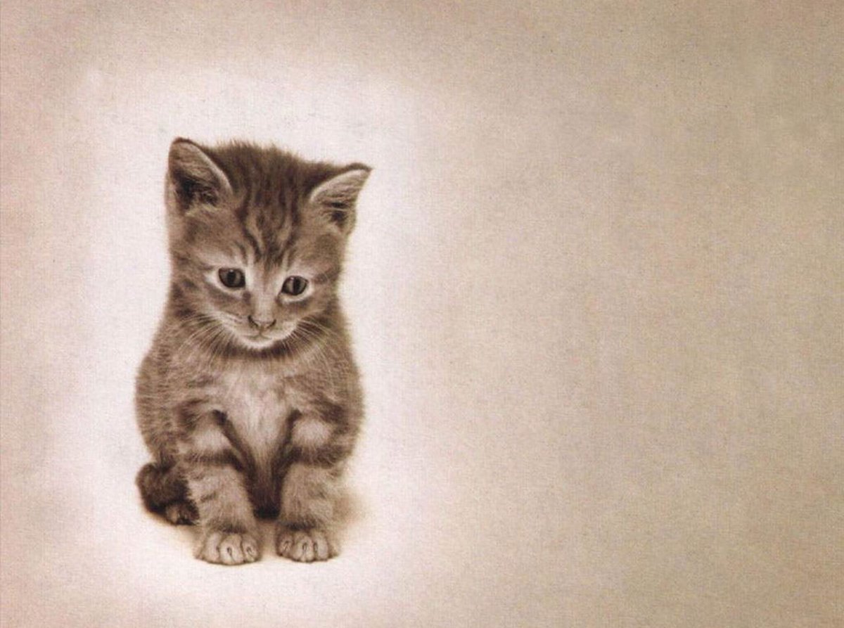 Самая маленькая кошка в мире