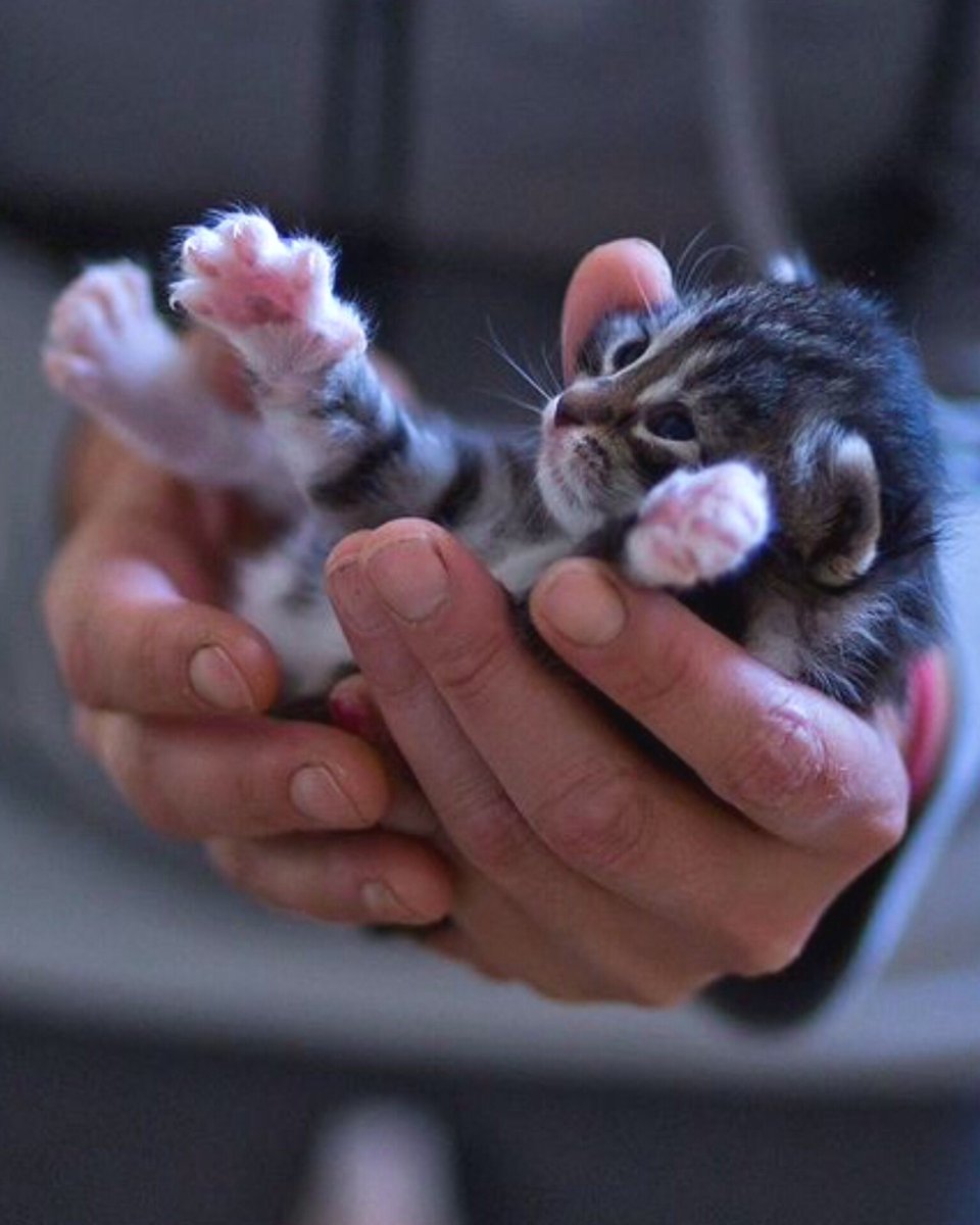 Маленькие миленькие котята