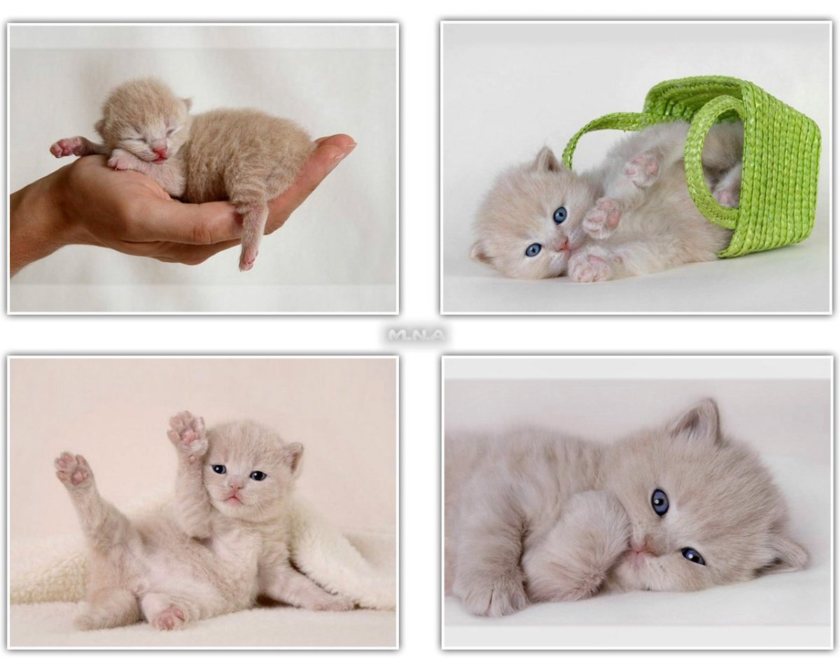 Маленький котенок