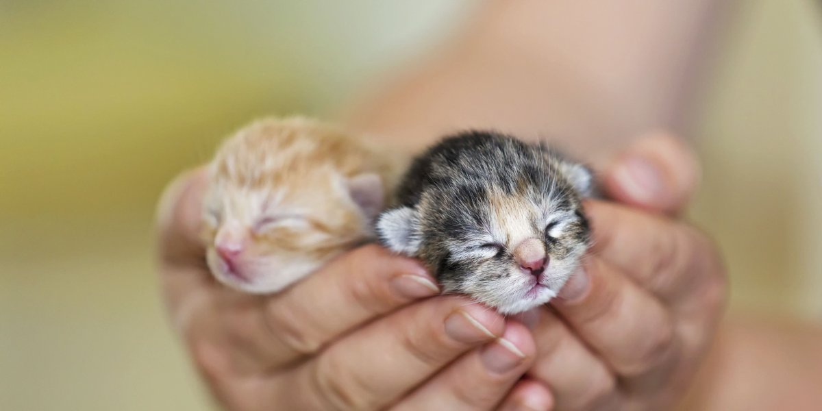 Маленькие котята с закрытыми глазками