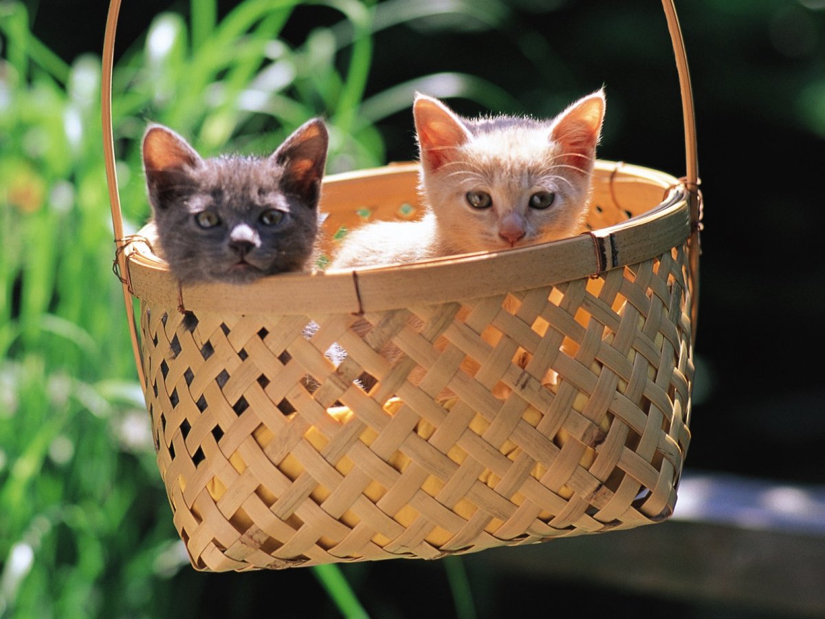 Новорожденные котята