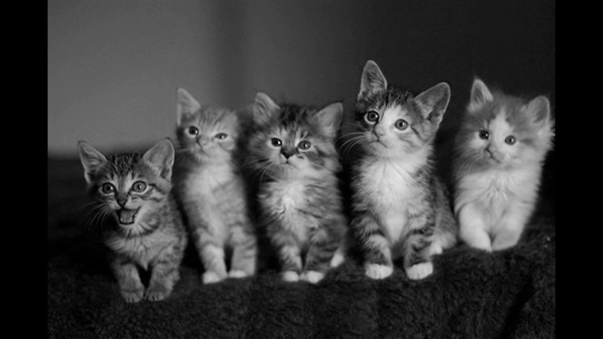 Мимишные котята