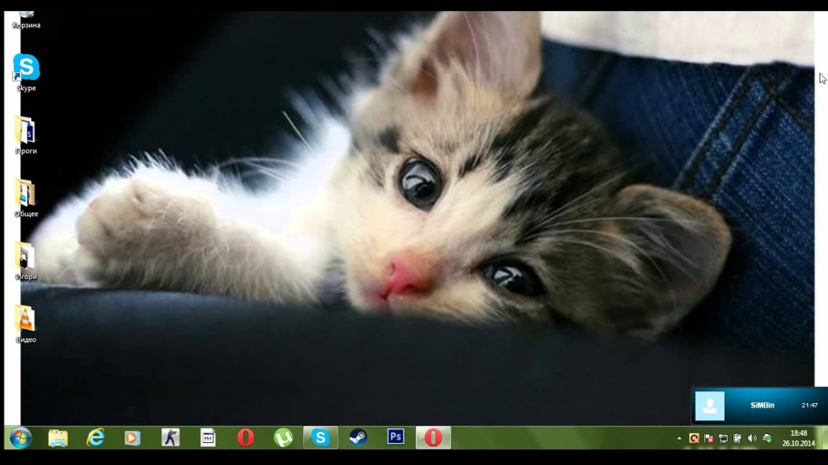 Картинки милых котят