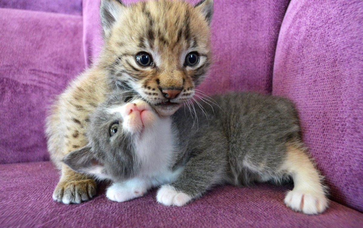 Новорожденный котенок