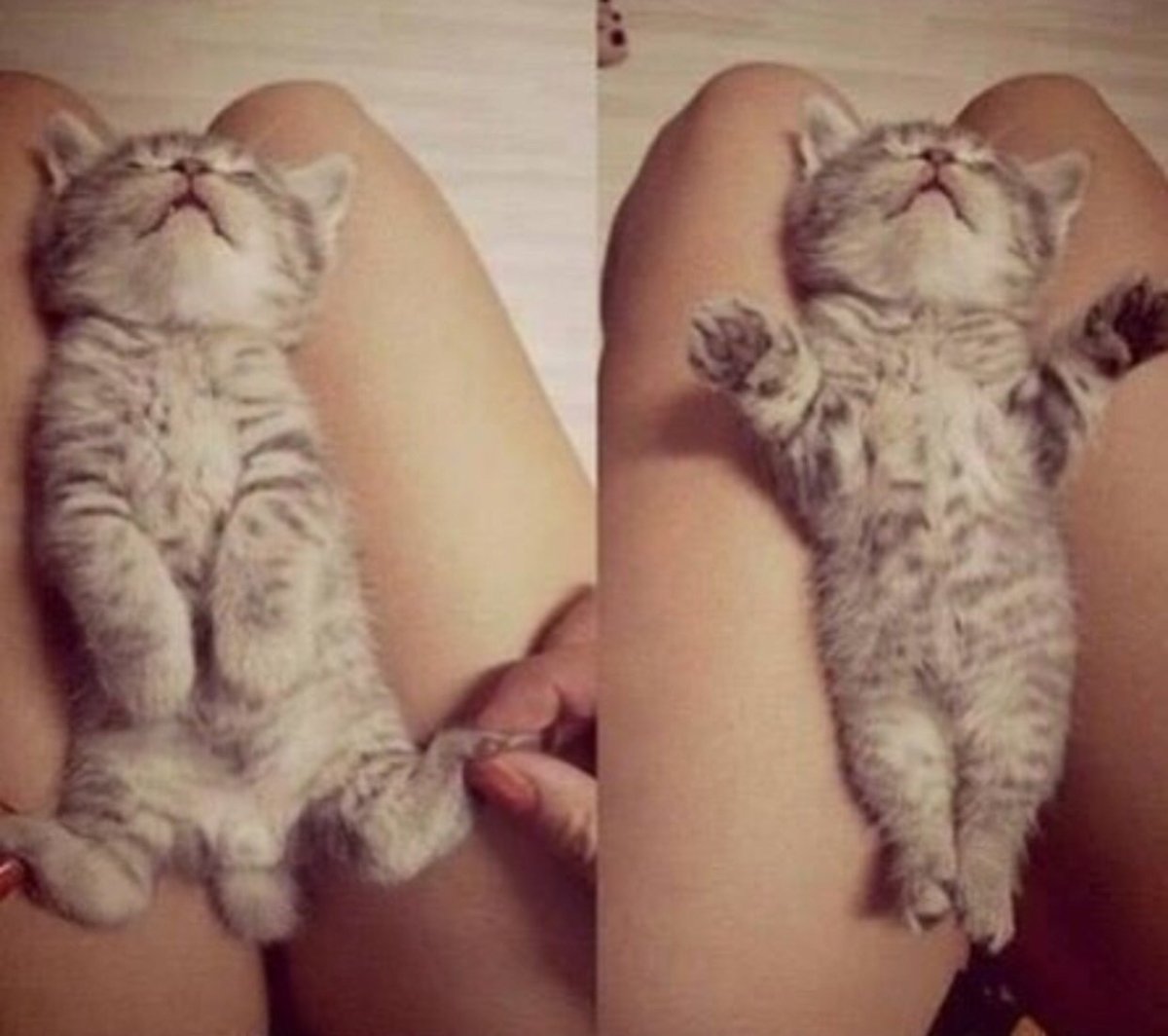 Самый милый котенок