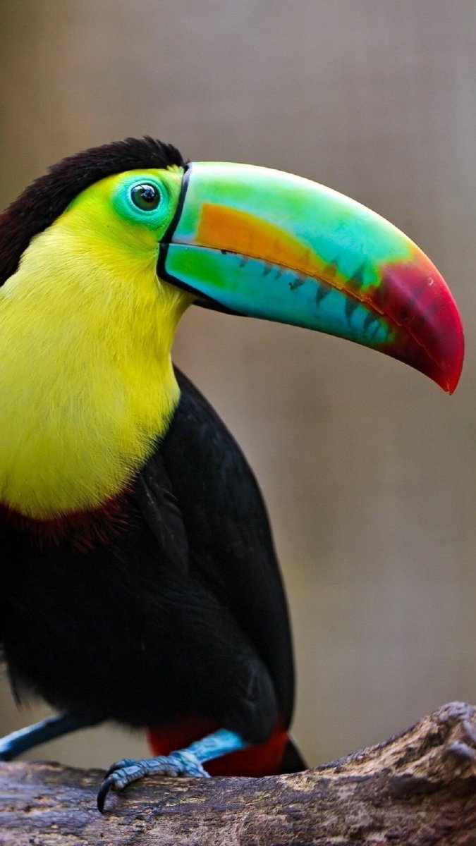 Черноклювый Тукан