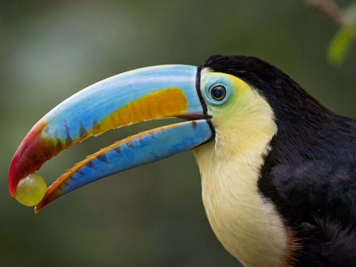 Тукан анфас