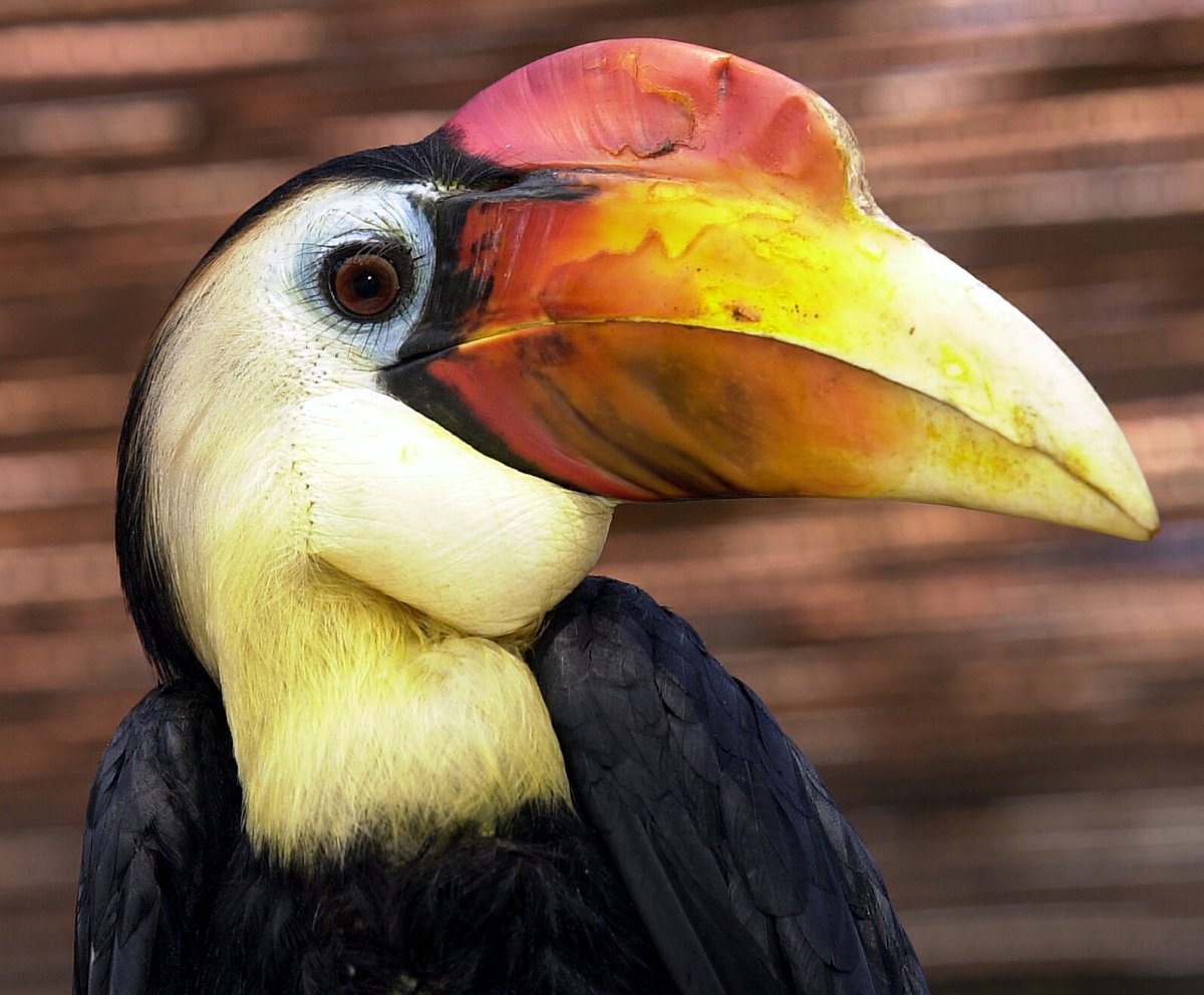 Животное с большим клювом