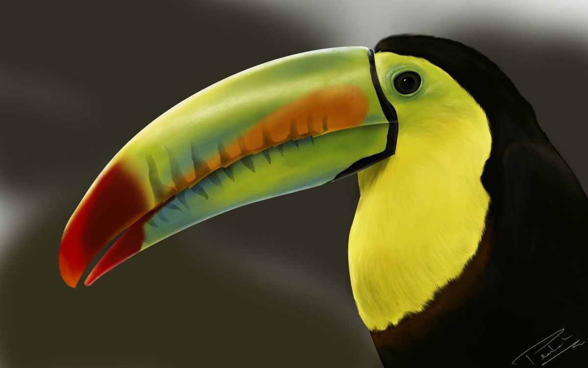 Желтый Тукан