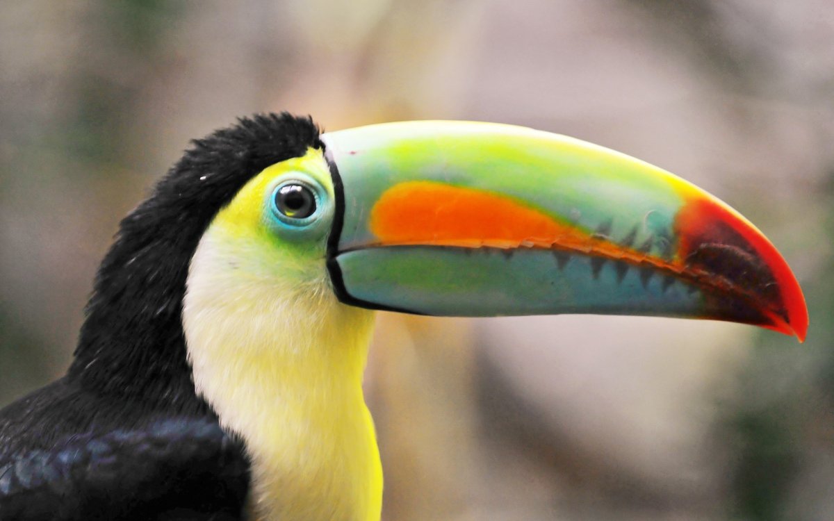 Синеклювый Тукан